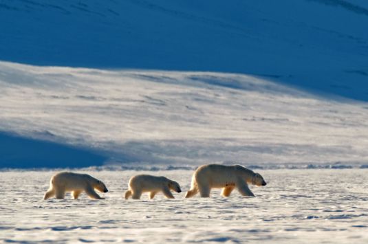 Julebord på Svalbard med Balslev - Firmatur, Firmatur til Svalbard, Julebordstur til Svalbard