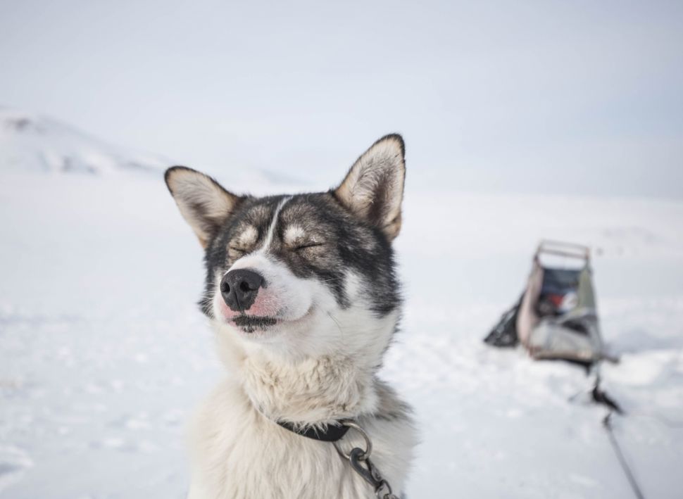Julebord på Svalbard med Balslev - Firmatur