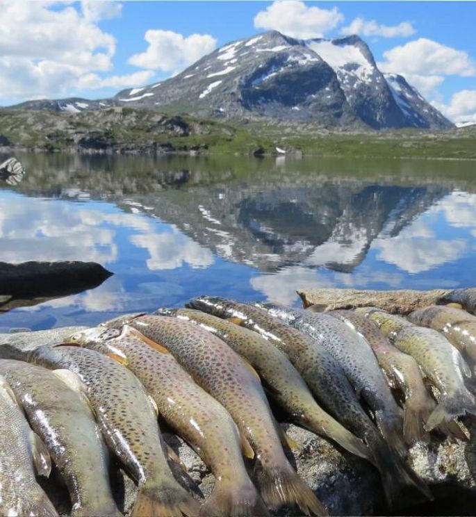 Firmatur i Norge med Balslev, Firmatur til Skjåk